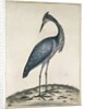 A Heron, 1789 by William Hayes