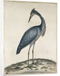 A Heron, 1789 by William Hayes