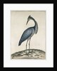 A Heron, 1789 by William Hayes
