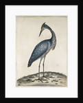 A Heron, 1789 by William Hayes