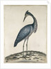 A Heron, 1789 by William Hayes