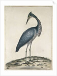 A Heron, 1789 by William Hayes