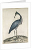A Heron, 1789 by William Hayes