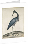 A Heron, 1789 by William Hayes