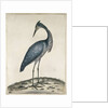 A Heron, 1789 by William Hayes