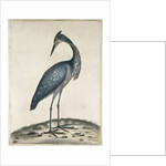 A Heron, 1789 by William Hayes