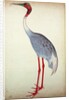 Sarus Crane, painted for Lady Impey at Calcutta, c.1780 by Shaikh Zain ud-Din (fl.1777-83)
