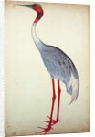 Sarus Crane, painted for Lady Impey at Calcutta, c.1780 by Shaikh Zain ud-Din (fl.1777-83)