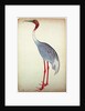 Sarus Crane, painted for Lady Impey at Calcutta, c.1780 by Shaikh Zain ud-Din (fl.1777-83)