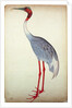Sarus Crane, painted for Lady Impey at Calcutta, c.1780 by Shaikh Zain ud-Din (fl.1777-83)
