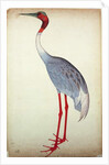 Sarus Crane, painted for Lady Impey at Calcutta, c.1780 by Shaikh Zain ud-Din (fl.1777-83)