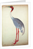 Sarus Crane, painted for Lady Impey at Calcutta, c.1780 by Shaikh Zain ud-Din (fl.1777-83)