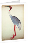 Sarus Crane, painted for Lady Impey at Calcutta, c.1780 by Shaikh Zain ud-Din (fl.1777-83)
