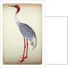 Sarus Crane, painted for Lady Impey at Calcutta, c.1780 by Shaikh Zain ud-Din (fl.1777-83)