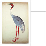 Sarus Crane, painted for Lady Impey at Calcutta, c.1780 by Shaikh Zain ud-Din (fl.1777-83)