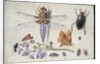 A Cockchafer, Beetle, Woodlice and other Insects, with a Sprig of Auricula, early 1650s by Jan van Kessel