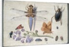 A Cockchafer, Beetle, Woodlice and other Insects, with a Sprig of Auricula, early 1650s by Jan van Kessel