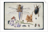 A Cockchafer, Beetle, Woodlice and other Insects, with a Sprig of Auricula, early 1650s by Jan van Kessel
