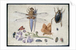 A Cockchafer, Beetle, Woodlice and other Insects, with a Sprig of Auricula, early 1650s by Jan van Kessel