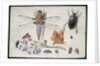 A Cockchafer, Beetle, Woodlice and other Insects, with a Sprig of Auricula, early 1650s by Jan van Kessel