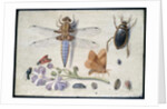 A Cockchafer, Beetle, Woodlice and other Insects, with a Sprig of Auricula, early 1650s by Jan van Kessel