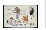 A Cockchafer, Beetle, Woodlice and other Insects, with a Sprig of Auricula, early 1650s by Jan van Kessel