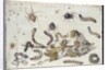 Various Spiders and Caterpillars, with a Sprig of Gooseberry, early 1650s by Jan van Kessel