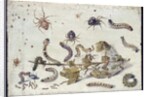 Various Spiders and Caterpillars, with a Sprig of Gooseberry, early 1650s by Jan van Kessel