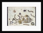 Various Spiders and Caterpillars, with a Sprig of Gooseberry, early 1650s by Jan van Kessel