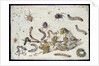 Various Spiders and Caterpillars, with a Sprig of Gooseberry, early 1650s by Jan van Kessel
