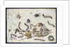 Various Spiders and Caterpillars, with a Sprig of Gooseberry, early 1650s by Jan van Kessel