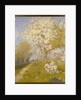 Apple Blossom at Dennemont, 1893 by Charles Edward Conder
