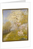 Apple Blossom at Dennemont, 1893 by Charles Edward Conder