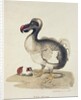 Study of a Dodo and a Guinea-pig, 1847 by Charlotte Augusta Duchess of Marlborough Spencer-Churchill