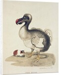 Study of a Dodo and a Guinea-pig, 1847 by Charlotte Augusta Duchess of Marlborough Spencer-Churchill