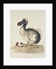 Study of a Dodo and a Guinea-pig, 1847 by Charlotte Augusta Duchess of Marlborough Spencer-Churchill