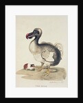 Study of a Dodo and a Guinea-pig, 1847 by Charlotte Augusta Duchess of Marlborough Spencer-Churchill