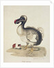 Study of a Dodo and a Guinea-pig, 1847 by Charlotte Augusta Duchess of Marlborough Spencer-Churchill