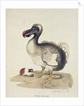 Study of a Dodo and a Guinea-pig, 1847 by Charlotte Augusta Duchess of Marlborough Spencer-Churchill
