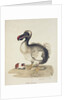 Study of a Dodo and a Guinea-pig, 1847 by Charlotte Augusta Duchess of Marlborough Spencer-Churchill