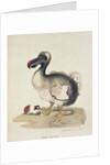 Study of a Dodo and a Guinea-pig, 1847 by Charlotte Augusta Duchess of Marlborough Spencer-Churchill