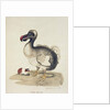 Study of a Dodo and a Guinea-pig, 1847 by Charlotte Augusta Duchess of Marlborough Spencer-Churchill
