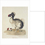 Study of a Dodo and a Guinea-pig, 1847 by Charlotte Augusta Duchess of Marlborough Spencer-Churchill