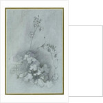 Ivy-Leaved Toadflax, 1852 by John Ruskin