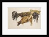 Study of a Group of Cows, c. 1801 by Joseph Mallord William Turner