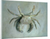 Velvet Crab, 1870-1 by John Ruskin