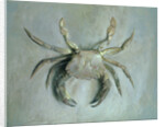 Velvet Crab, 1870-1 by John Ruskin