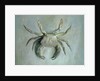 Velvet Crab, 1870-1 by John Ruskin