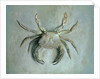 Velvet Crab, 1870-1 by John Ruskin