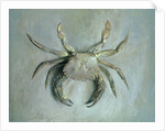 Velvet Crab, 1870-1 by John Ruskin